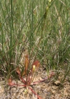 Einzelbild 3 Langblättriger Sonnentau - Drosera anglica
