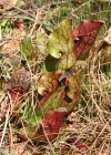 Einzelbild 1 Krugpflanze - Sarracenia purpurea