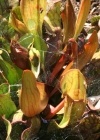 Einzelbild 2 Krugpflanze - Sarracenia purpurea