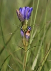 Einzelbild 3 Lungen-Enzian - Gentiana pneumonanthe