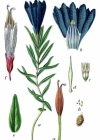Einzelbild 4 Lungen-Enzian - Gentiana pneumonanthe