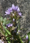 Einzelbild 4 Reichästiger Enzian - Gentiana ramosa