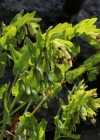 Einzelbild 3 Alpen-Wachsblume - Cerinthe glabra