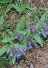 Einzelbild 2 Südalpen-Lungenkraut - Pulmonaria australis