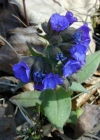 Einzelbild 4 Südalpen-Lungenkraut - Pulmonaria australis