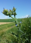 Einzelbild 3 Krummhals - Anchusa arvensis