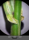 Einzelbild 3 Rohr-Schwingel - Festuca arundinacea