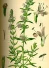 Einzelbild 4 Echter Ysop - Hyssopus officinalis