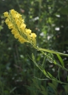 Einzelbild 4 Italienisches Leinkraut - Linaria angustissima