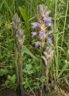 Einzelbild 2 Violetter Würger - Orobanche purpurea