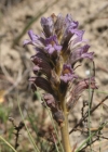 Einzelbild 3 Violetter Würger - Orobanche purpurea