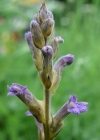 Einzelbild 4 Violetter Würger - Orobanche purpurea