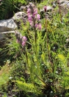 Einzelbild 4 Fleischrotes Läusekraut - Pedicularis rostratospicata subsp. helvetica