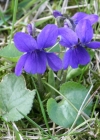 Einzelbild 2 Wohlriechendes Veilchen - Viola odorata