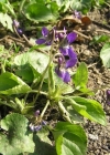Einzelbild 3 Wohlriechendes Veilchen - Viola odorata