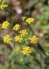 Einzelbild 3 Sichelblättriges Hasenohr - Bupleurum falcatum subsp. falcatum