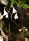 Einzelbild 2 Moosglöckchen - Linnaea borealis