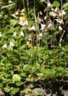 Einzelbild 3 Moosglöckchen - Linnaea borealis