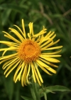 Einzelbild 2 Weiden-Alant - Inula salicina