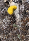 Einzelbild 1 Gletscher-Edelraute - Artemisia glacialis