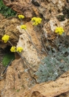 Einzelbild 3 Gletscher-Edelraute - Artemisia glacialis