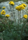 Einzelbild 4 Gletscher-Edelraute - Artemisia glacialis