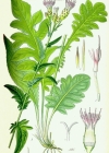 Einzelbild 4 Gewöhnliche Färber-Scharte - Serratula tinctoria subsp. tinctoria