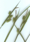 Einzelbild 3 Bleiche Segge - Carex pallescens
