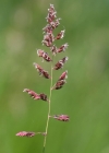 Einzelbild 1 Rohr-Glanzgras - Phalaris arundinacea