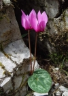 Einzelbild 3 Europäisches Alpenveilchen - Cyclamen purpurascens
