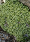 Einzelbild 3 Alpen-Bruchkraut - Herniaria alpina
