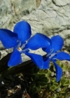 Einzelbild 2 Schleichers Enzian - Gentiana schleicheri