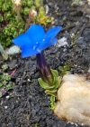Einzelbild 3 Schleichers Enzian - Gentiana schleicheri