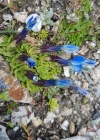 Einzelbild 4 Schleichers Enzian - Gentiana schleicheri