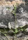 Einzelbild 2 Klimmender Erdrauch - Fumaria capreolata
