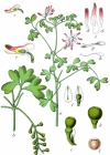 Einzelbild 3 Klimmender Erdrauch - Fumaria capreolata
