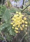 Einzelbild 1 Falsche Mimose - Acacia dealbata
