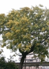 Einzelbild 3 Falsche Mimose - Acacia dealbata