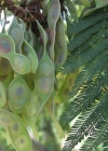 Einzelbild 4 Falsche Mimose - Acacia dealbata