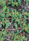 Einzelbild 1 Gefleckte Wolfsmilch - Euphorbia maculata