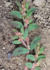Einzelbild 2 Gefleckte Wolfsmilch - Euphorbia maculata