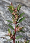 Einzelbild 3 Gefleckte Wolfsmilch - Euphorbia maculata