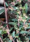 Einzelbild 4 Gefleckte Wolfsmilch - Euphorbia maculata