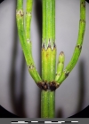 Einzelbild 3 Sumpf-Schachtelhalm - Equisetum palustre