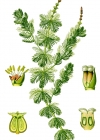 Einzelbild 2 Ähriges Tausendblatt - Myriophyllum spicatum