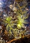 Einzelbild 4 Südlicher Wasserschlauch - Utricularia australis