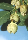 Einzelbild 3 Pimpernuss - Staphylea pinnata