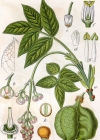 Einzelbild 4 Pimpernuss - Staphylea pinnata