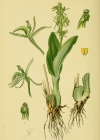 Einzelbild 3 Zwiebelorchis - Liparis loeselii