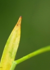 Einzelbild 2 Gelbliche Hainsimse - Luzula luzulina